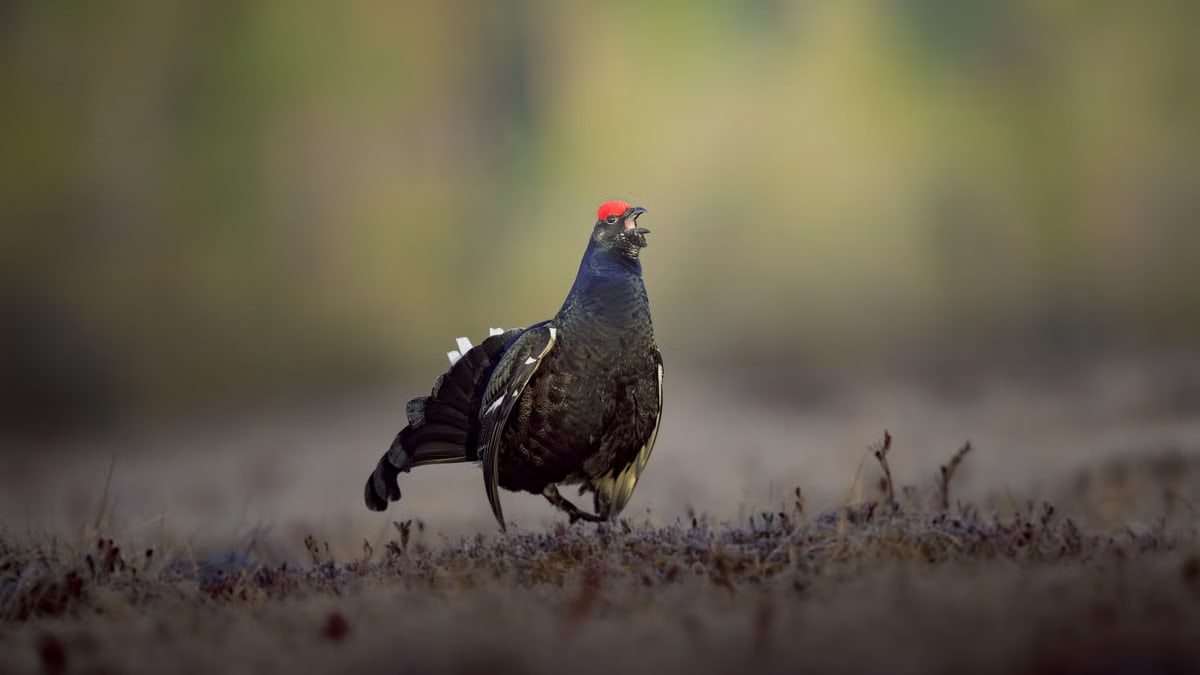 Close-up of a male black grouse standing in its natural habitat with a blurred background.